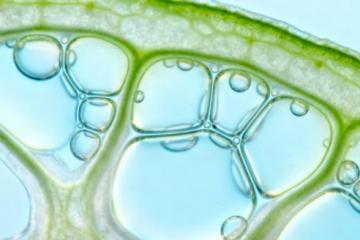 '泓九生命科学研究院解密：植物源性细胞外囊泡